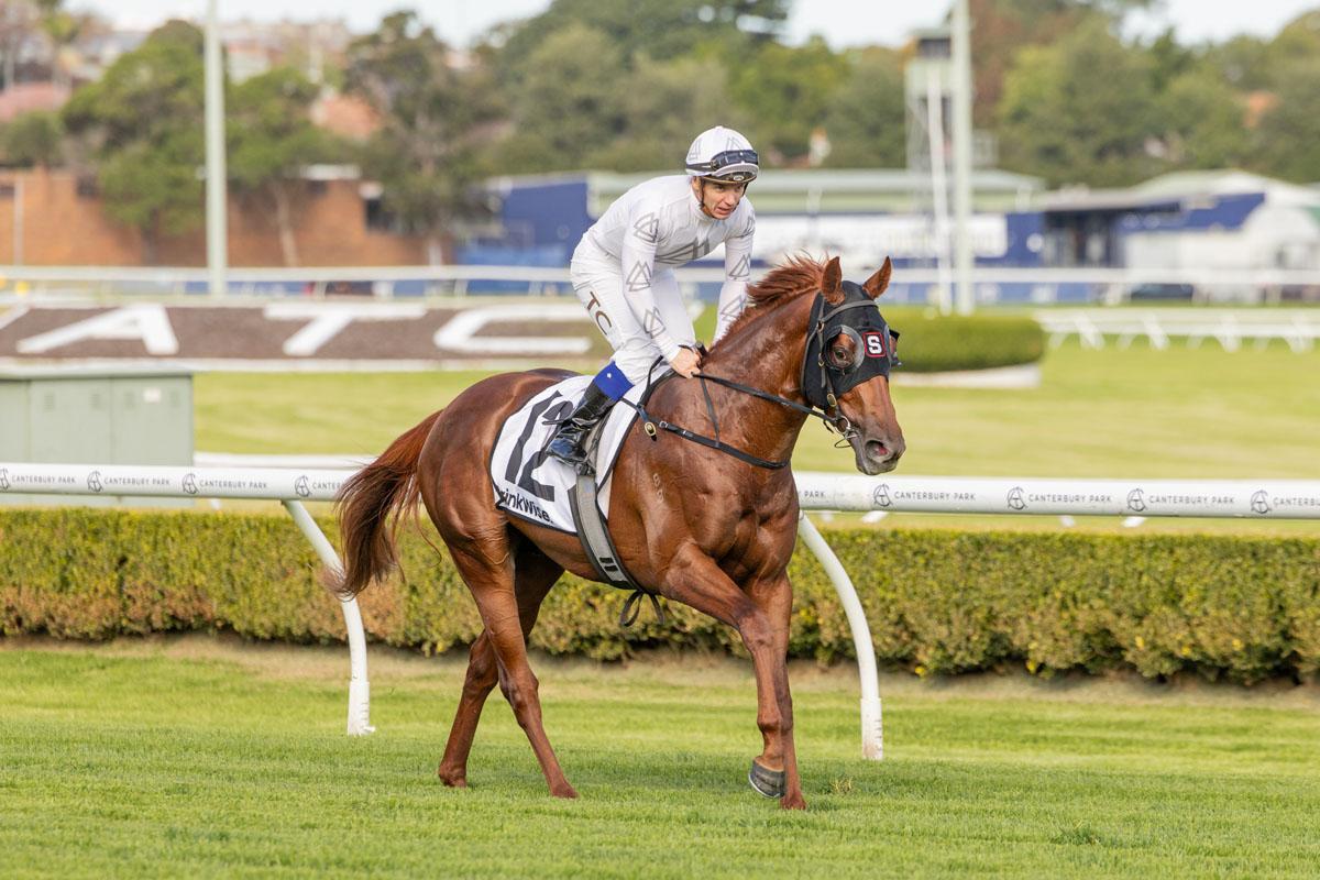 Undefeated Colt a New SW for Stay Inside