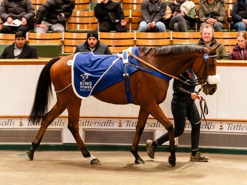(Stable Spotlight) New Arrivals From Tattersalls: Two Quality 3YOs Heading Down Under