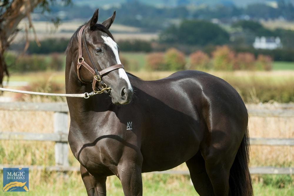 Horses Available SCT Syndications & Thoroughbred Agistment