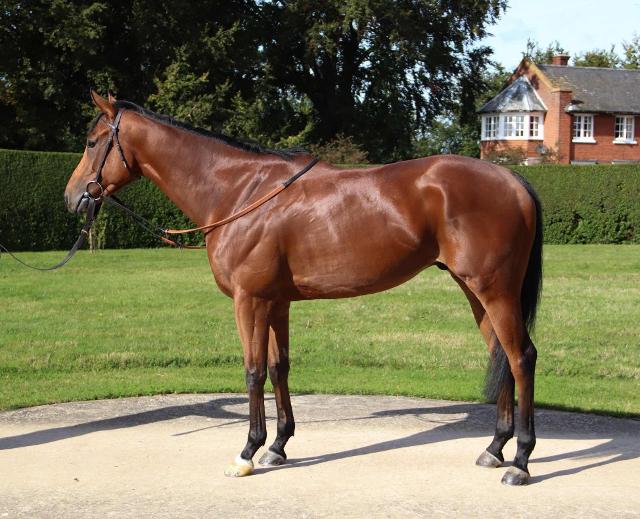 Thoroughbred Horses For Sale Australia NSW, VIC, QLD, SA, TAS