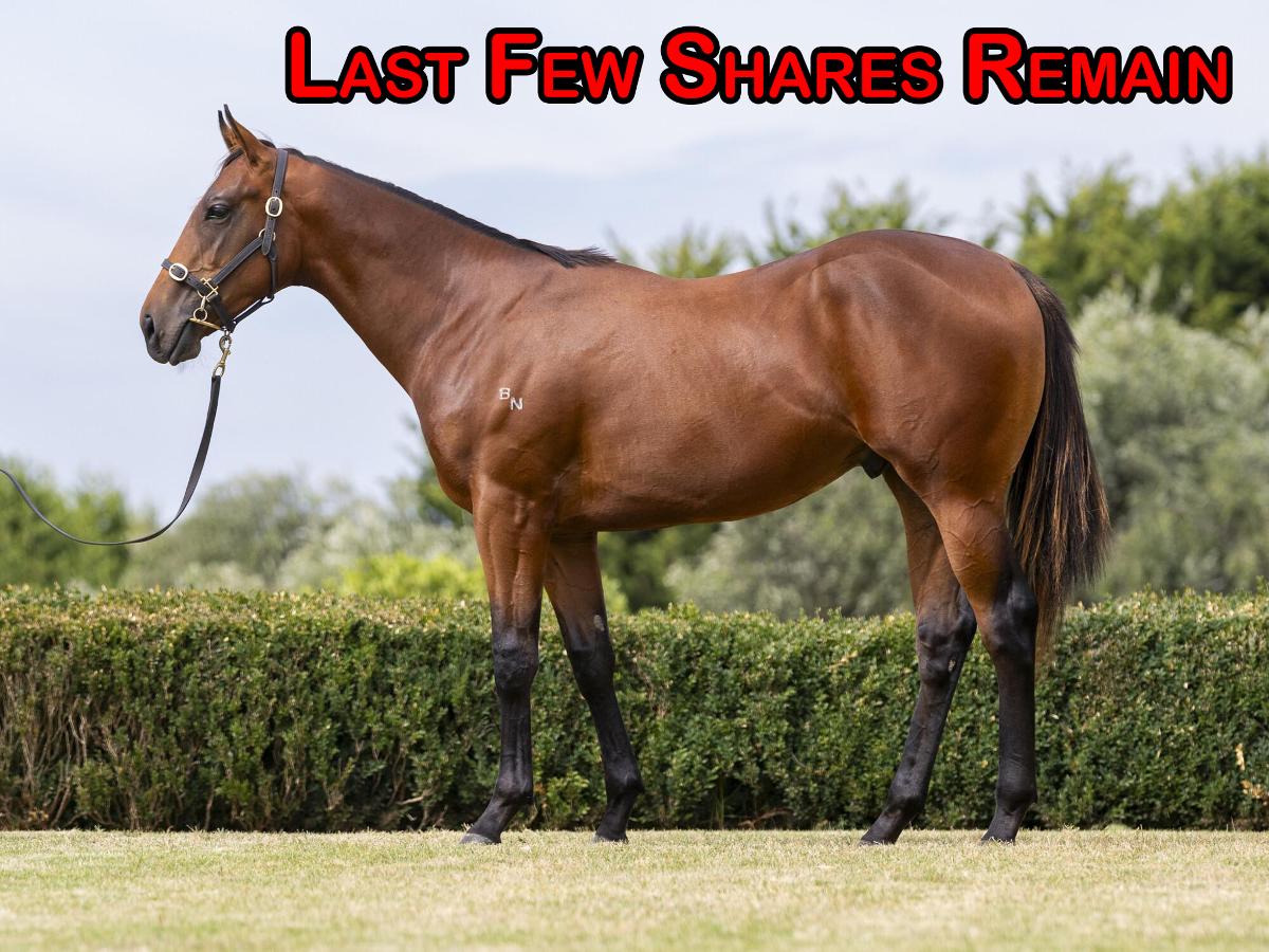 horse image