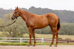 horse image
