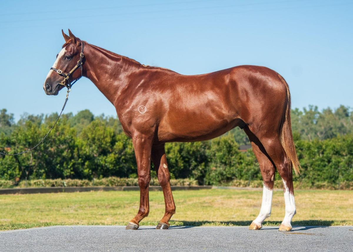 Horses Available Ken Keys Racing