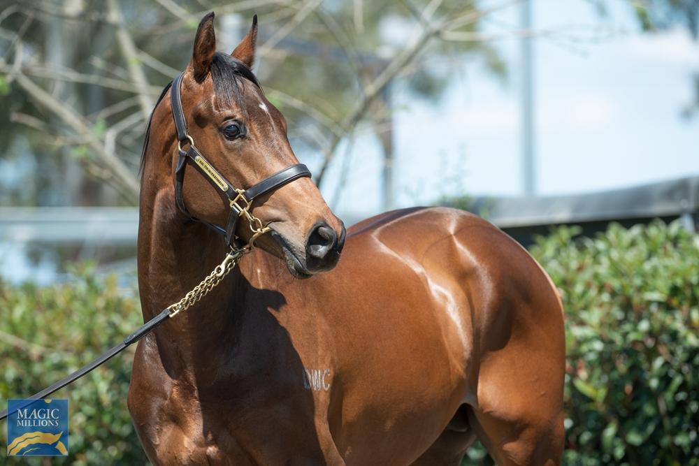 Horses Available First Light Racing Group 1 winning racehorse