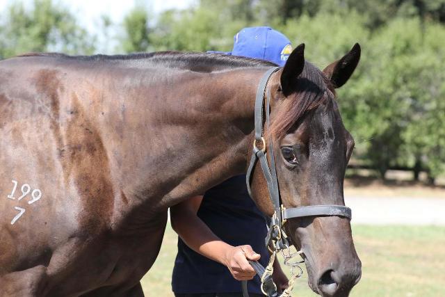 Avatar-HorsesAvailable