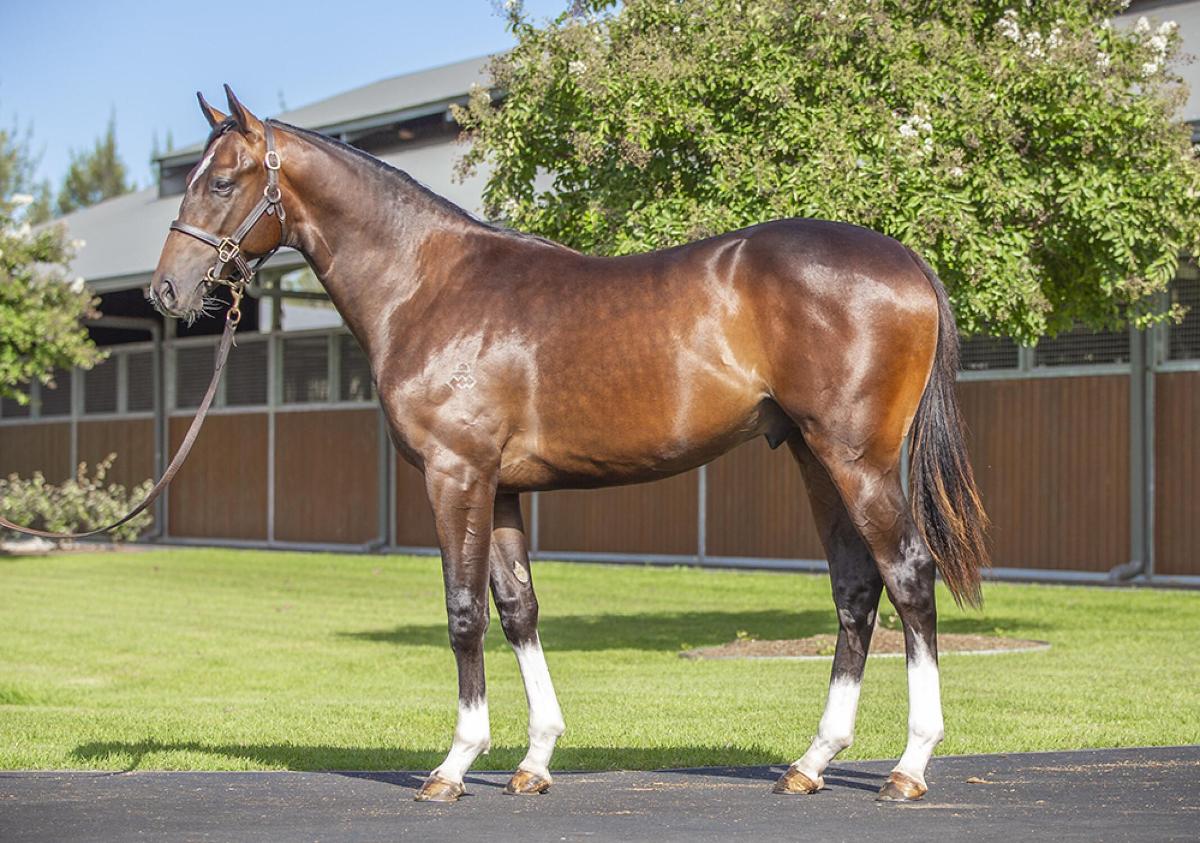 horse image