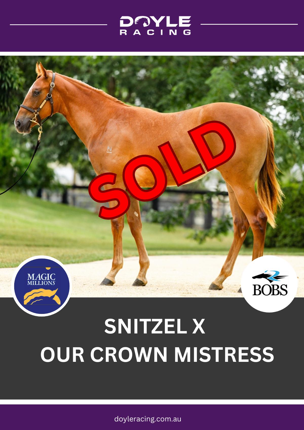 Snitzel x Our Crown Mistress