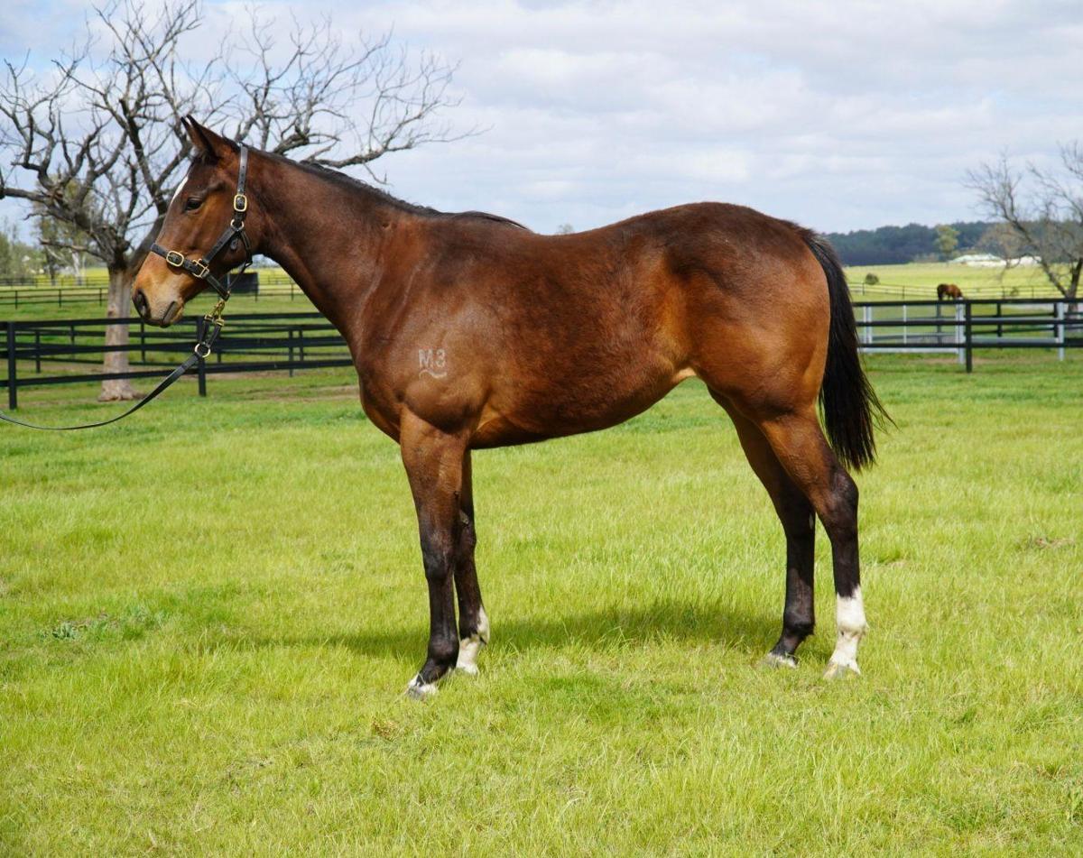 horse image