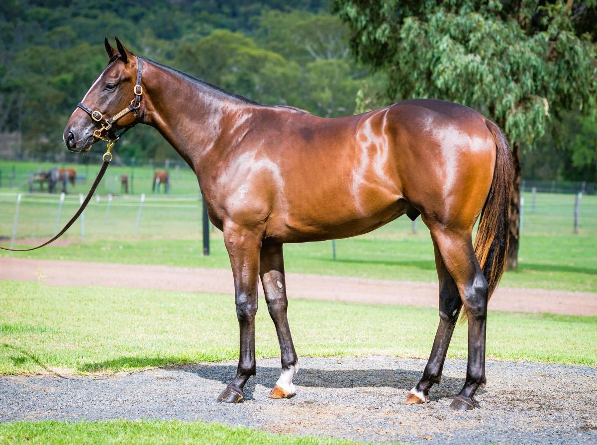horse image