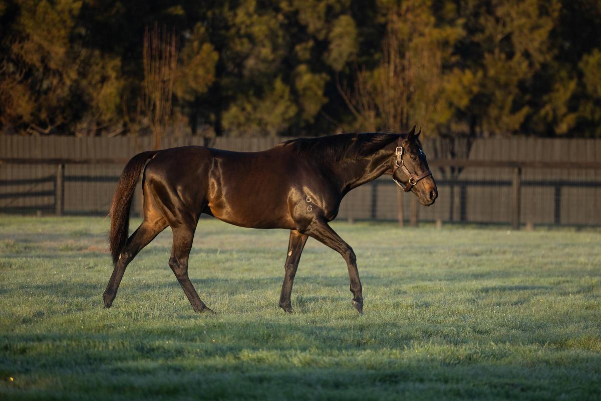 (homepage) Stallion Match & Lovatsville - Find your 20/20 mating to receive a discounted nomination