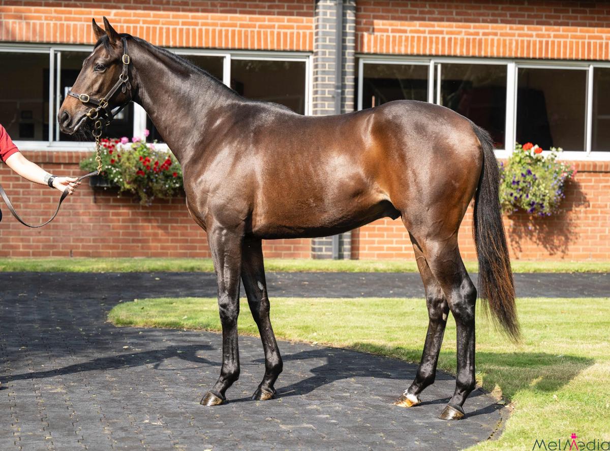 Almanzor Colt Purchased From Tattersalls October Yearling Sale