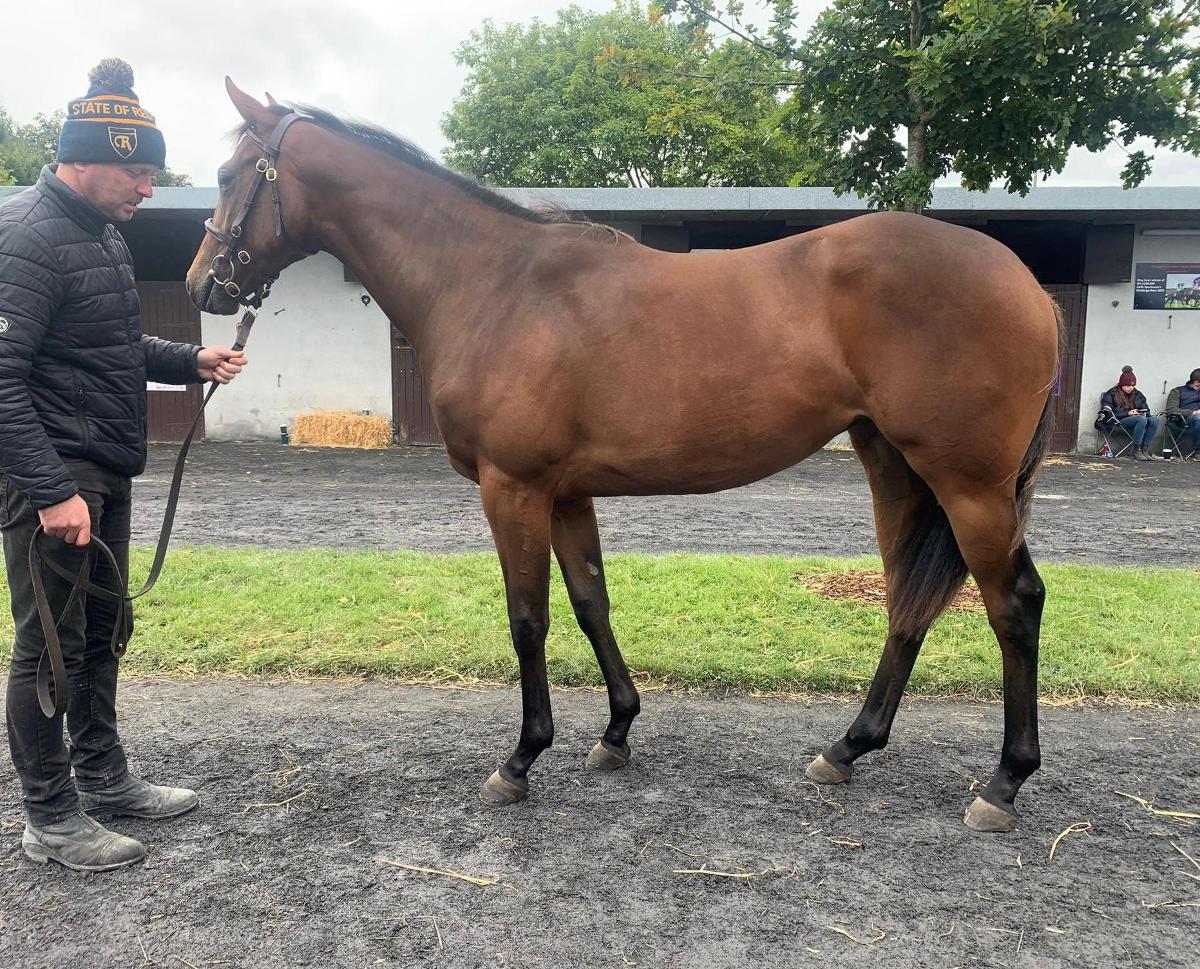 Well Related Magna Grecia Filly Purchased From Goffs Orby Sale