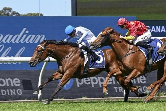 Welcome to Doyle Racing Hidden Motive - Roman Consul Stakes
