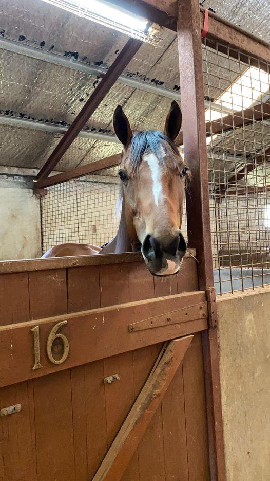 One runner at Ballarat today