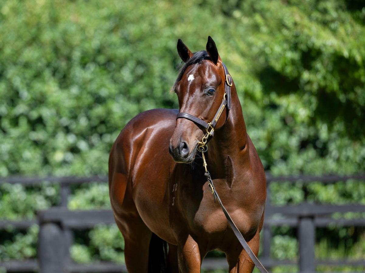 horse image