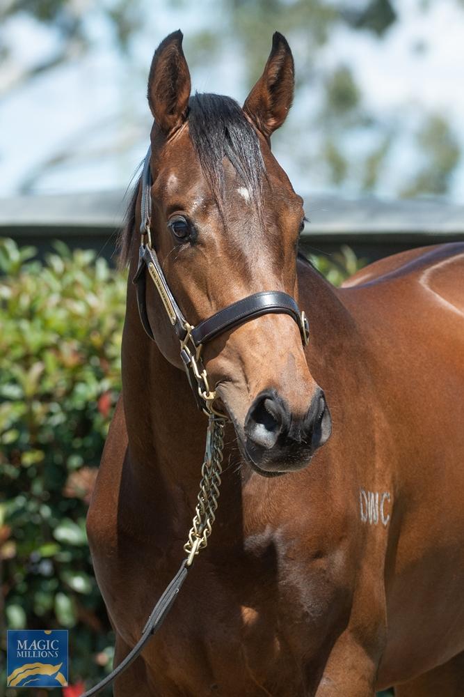 Horses Available First Light Racing Group 1 winning racehorse