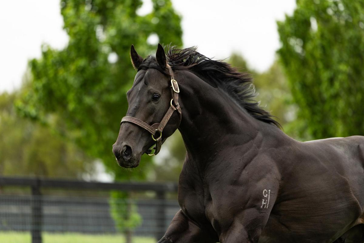 (homepage) Lovatsville and the Australian Trainers' Association renew partnership for a third successive season