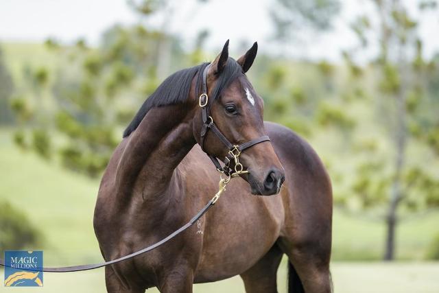 ダグラス　TORQUE HORSE Zig Zag Torque