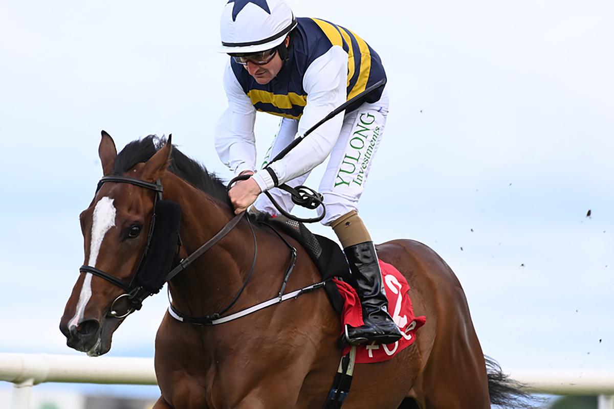 horse image