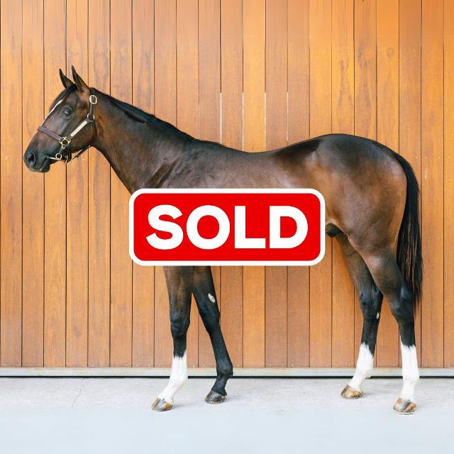 horse image