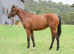 horse image