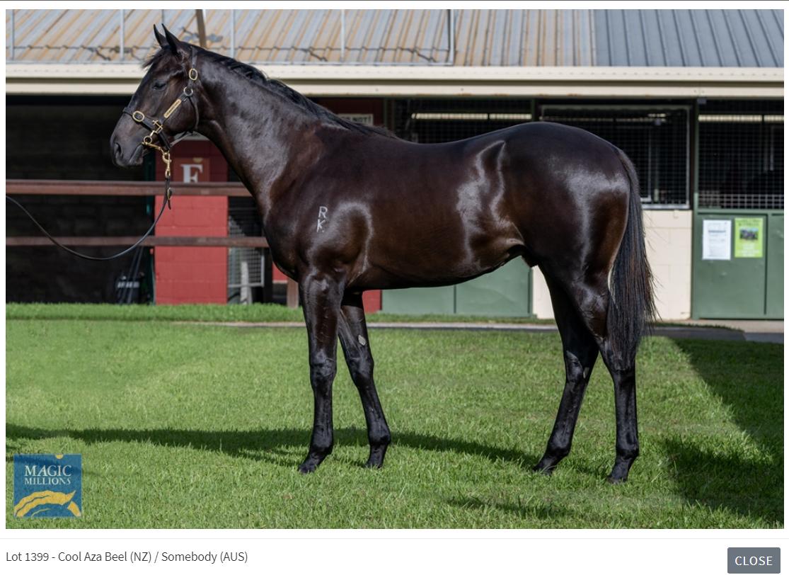 cool-aza-beel-somebody-yearling