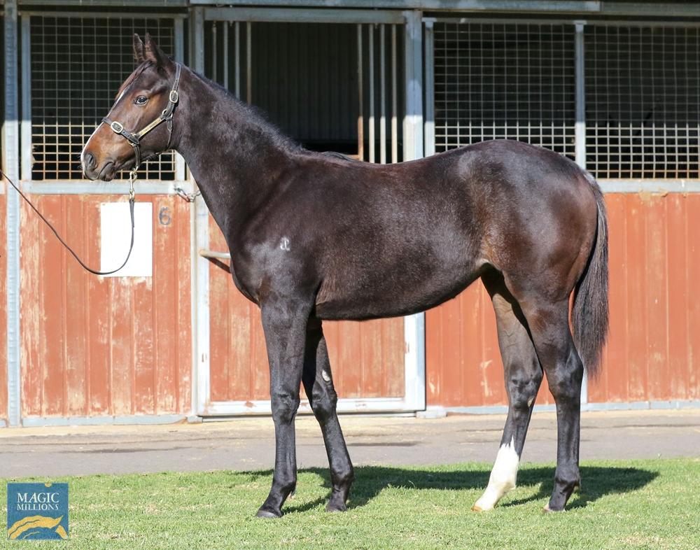 Thoroughbred Horses For Sale Australia NSW, VIC, QLD, SA, TAS