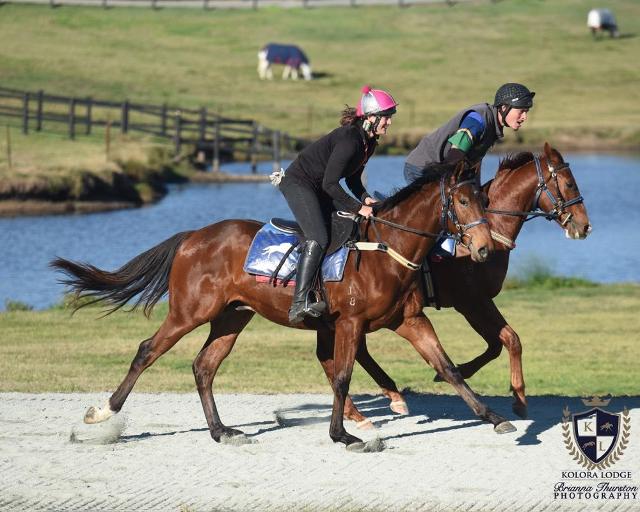 Horses For Sale Malua Racing